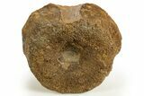Jurassic Fossil Pliosaur (Stretosaurus) Vertebra - England #316876-1